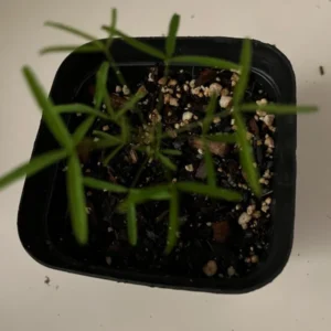 Candy Box Peach Oxalis Live Starter Plant for Planting, Oxalis Plant in Home Garden, 4