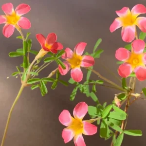 CandyBox Pomegranate Oxalis Live Starter Plant for Planting, Oxalis Plant in Home Garden, 4
