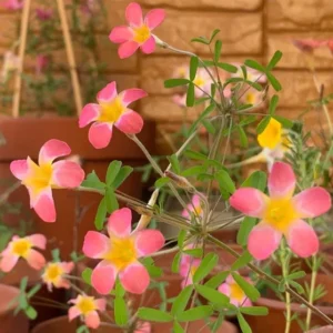 CandyBox Pomegranate Oxalis Live Starter Plant for Planting, Oxalis Plant in Home Garden, 4
