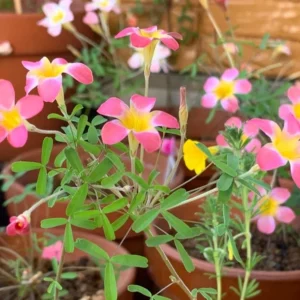 CandyBox Pomegranate Oxalis Live Starter Plant for Planting, Oxalis Plant in Home Garden, 4