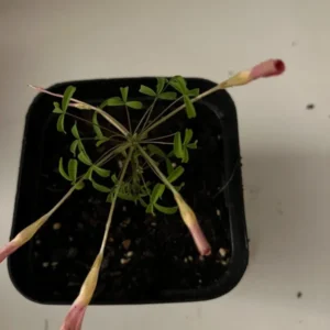 CandyBox Pomegranate Oxalis Live Starter Plant for Planting, Oxalis Plant in Home Garden, 4