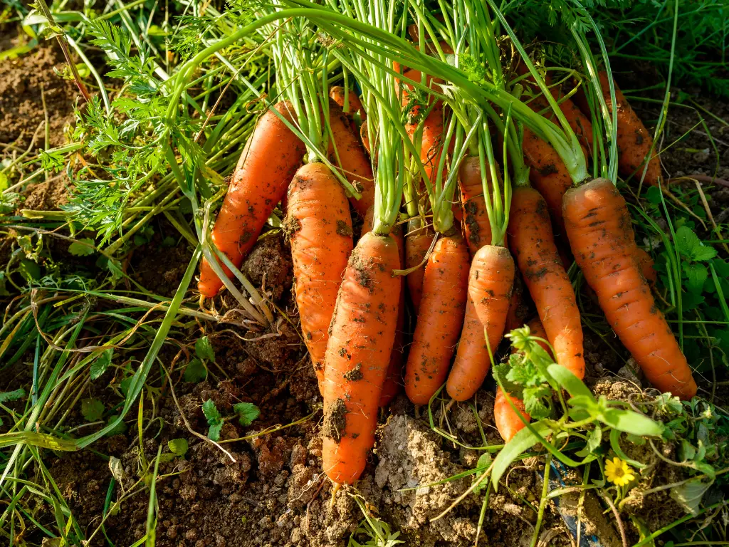 Carrots - vegetables to plant in December