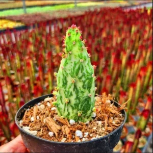 Opuntia Monacantha Variegata - Variegated Joseph's Coat Succulent Plant 2 Inch Pot for Garden