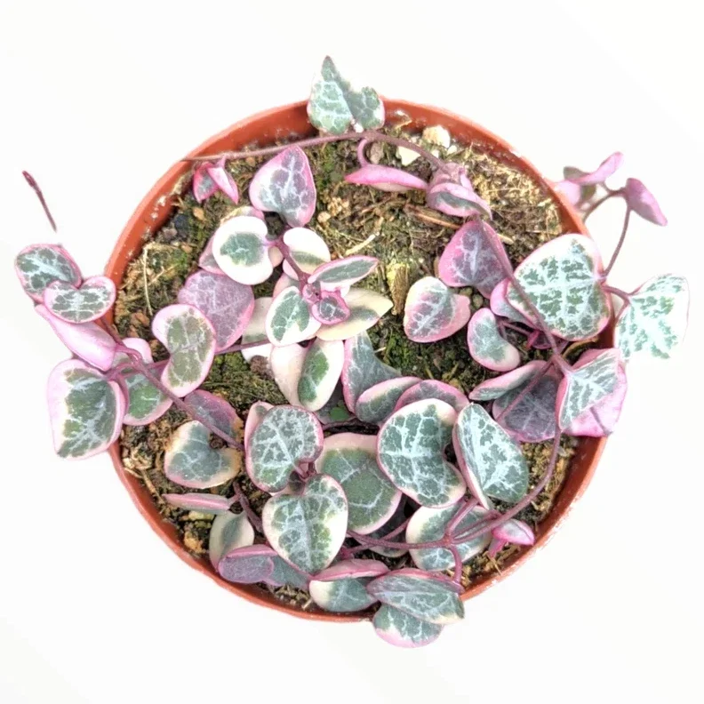 Ceropegia Woodii Variegated String of Hearts Succulent Plant 2 Inch Pot for Garden