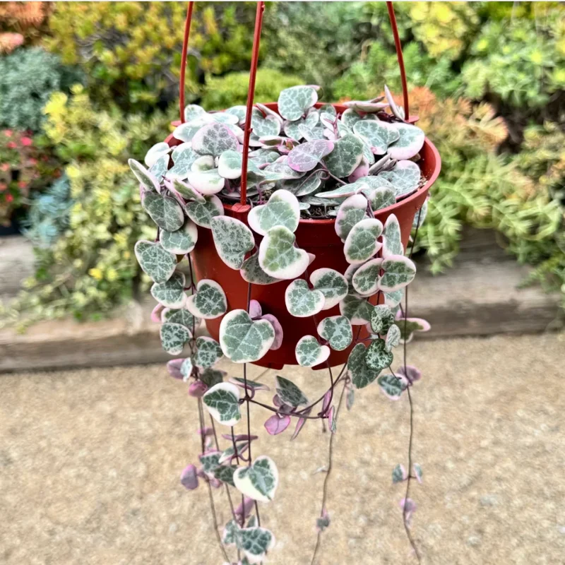 Ceropegia Woodii Variegated String of Hearts Succulent Plant 2 Inch Pot for Garden