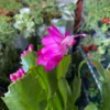 Christmas Cactus Plants 2-Pack Zygocactus Holiday Houseplant Starter Size