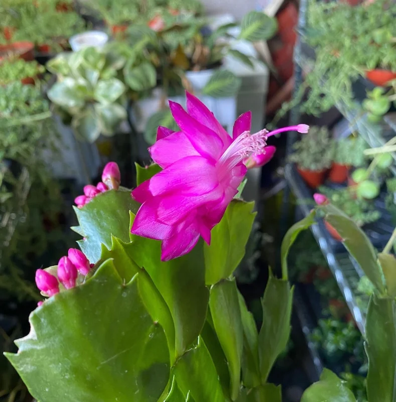 Christmas Cactus Plants 2-Pack Zygocactus Holiday Houseplant Starter Size