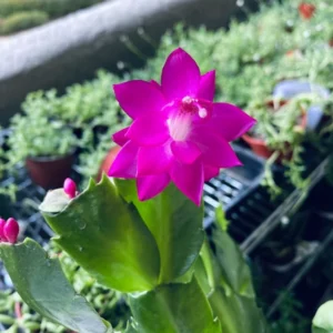 Christmas Cactus Plants 2-Pack Zygocactus Holiday Houseplant Starter Size