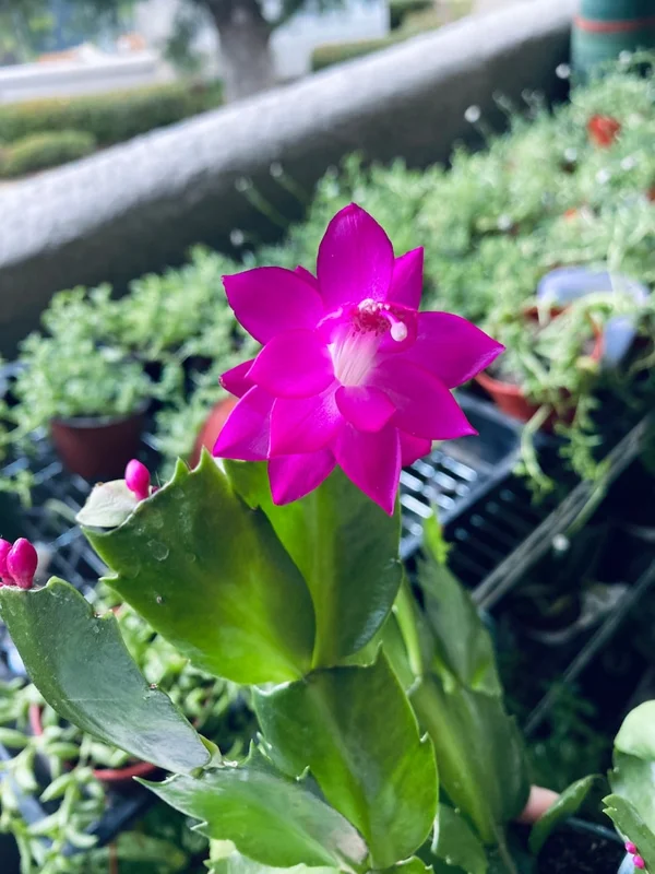 Christmas Cactus Plants 2-Pack Zygocactus Holiday Houseplant Starter Size