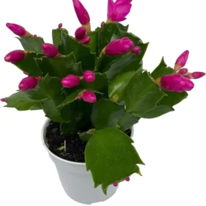 Christmas Cactus Plants 2-Pack Zygocactus Holiday Houseplant Starter Size