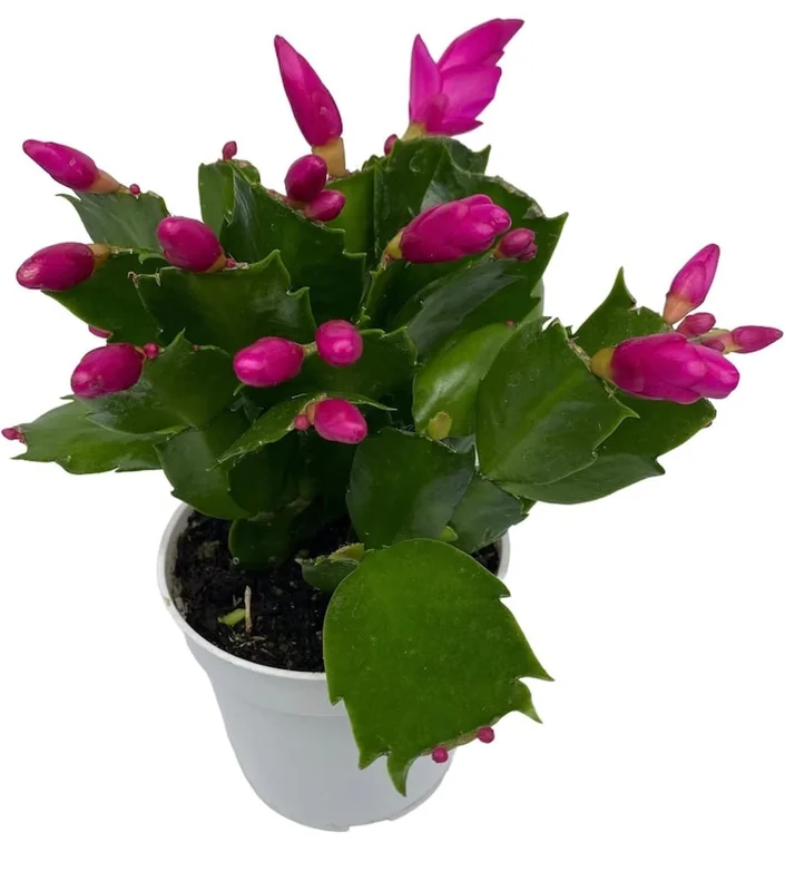 Christmas Cactus Plants 2-Pack Zygocactus Holiday Houseplant Starter Size