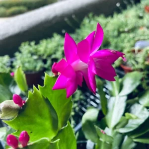 Christmas Cactus Plants 2-Pack Zygocactus Holiday Houseplant Starter Size