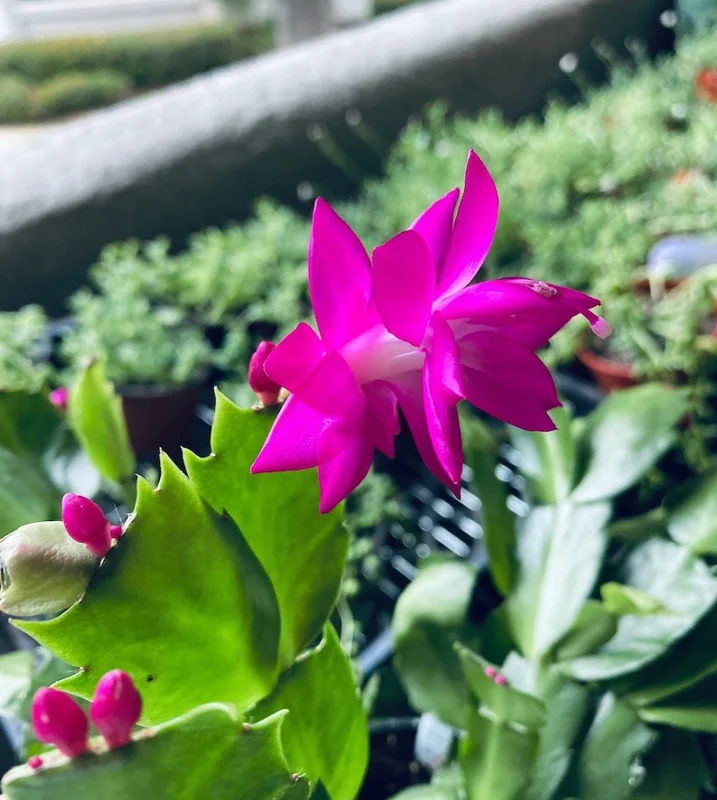 Christmas Cactus Plants 2-Pack Zygocactus Holiday Houseplant Starter Size