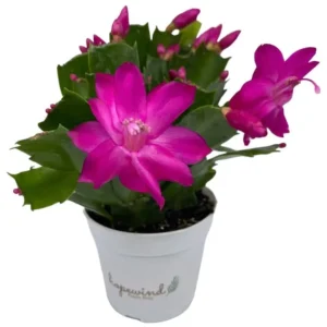 Christmas Cactus Plants 2-Pack Zygocactus Holiday Houseplant Starter Size