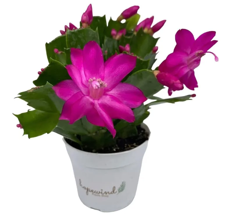 Christmas Cactus Plants 2-Pack Zygocactus Holiday Houseplant Starter Size