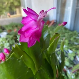 Christmas Cactus Plants 2-Pack Zygocactus Holiday Houseplant Starter Size