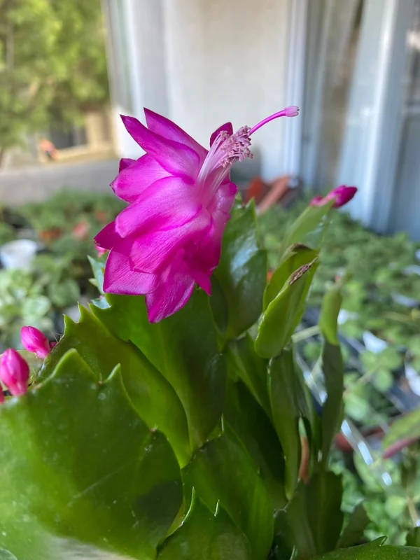 Christmas Cactus Plants 2-Pack Zygocactus Holiday Houseplant Starter Size