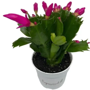 Christmas Cactus Plants 2-Pack Zygocactus Holiday Houseplant Starter Size