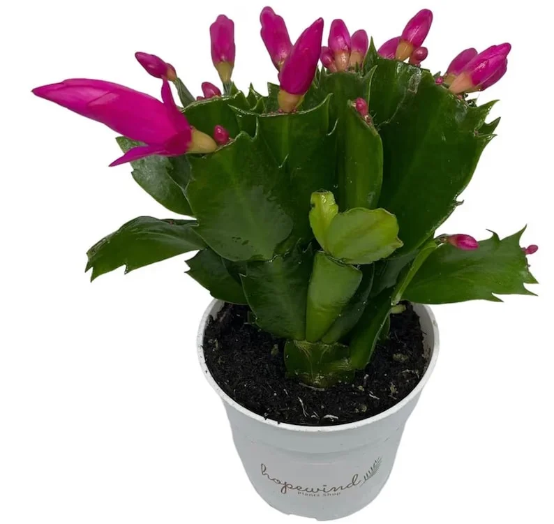 Christmas Cactus Plants 2-Pack Zygocactus Holiday Houseplant Starter Size