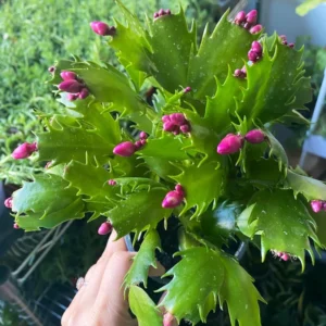 Christmas Cactus Plants 2-Pack Zygocactus Holiday Houseplant Starter Size