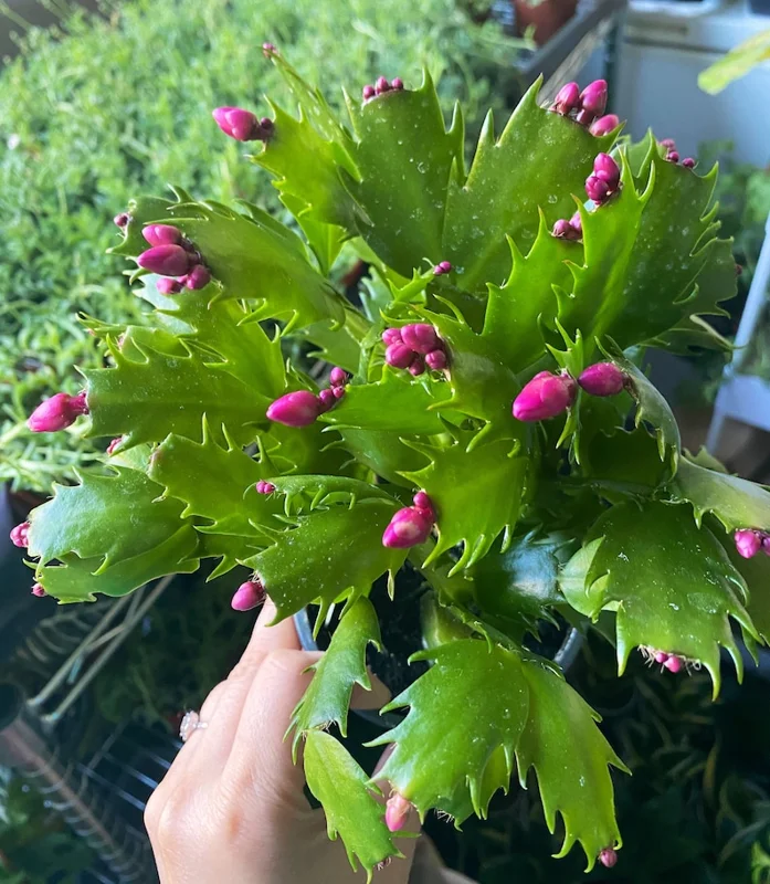 Christmas Cactus Plants 2-Pack Zygocactus Holiday Houseplant Starter Size