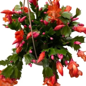 Christmas Cactus Plants - Live Flowering Succulent 3-5 Inch Indoor Houseplant