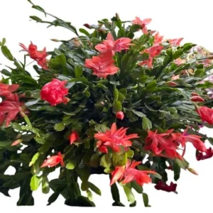 Christmas Cactus Plants - Live Flowering Succulent 3-5 Inch Indoor Houseplant
