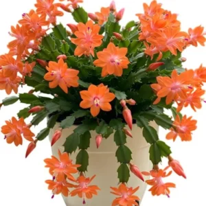 Christmas Cactus Plants - Live Flowering Succulent 3-5 Inch Indoor Houseplant