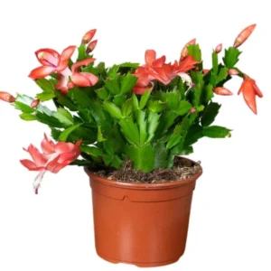 Christmas Cactus Plants - Live Flowering Succulent 3-5 Inch Indoor Houseplant