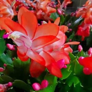 Christmas Cactus Plants - Live Flowering Succulent 3-5 Inch Indoor Houseplant