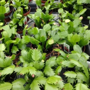 Christmas Cactus Plants - Live Flowering Succulent 3-5 Inch Indoor Houseplant