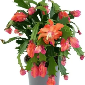 Christmas Cactus Plants - Live Flowering Succulent 3-5 Inch Indoor Houseplant