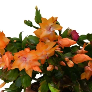 Christmas Cactus Plants - Live Flowering Succulent 3-5 Inch Indoor Houseplant