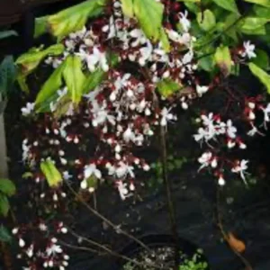Clerodendrum Wallichii Smithianum Plant Live 4-8 Inch Tall White Blooms