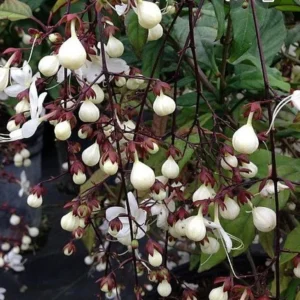 Clerodendrum Wallichii Smithianum Plant Live 4-8 Inch Tall White Blooms