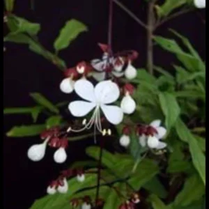 Clerodendrum Wallichii Smithianum Plant Live 4-8 Inch Tall White Blooms