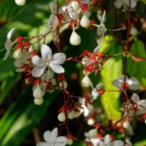 Clerodendrum Wallichii Smithianum Plant Live 4-8 Inch Tall White Blooms