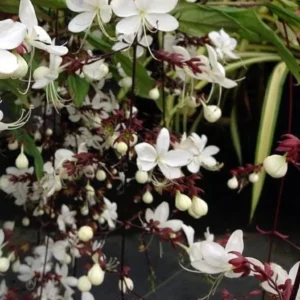 Clerodendrum Wallichii Smithianum Plant Live 4-8 Inch Tall White Blooms