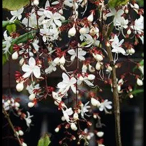 Clerodendrum Wallichii Smithianum Plant Live 4-8 Inch Tall White Blooms