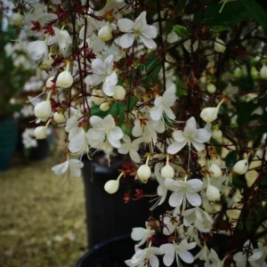 Clerodendrum Wallichii Smithianum Plant Live 4-8 Inch Tall White Blooms