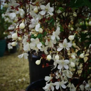 Clerodendrum Wallichii Smithianum Plant Live 4-8 Inch Tall White Blooms