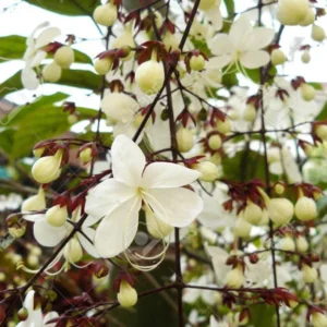Clerodendrum Wallichii Smithianum Plant Live 4-8 Inch Tall White Blooms