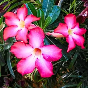Pink Desert Rose Plant Live 4-7