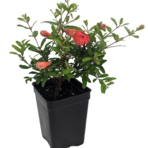 Combo 3 Pomegranate Trees Live Plant - Wonderful Pomegranate - 2 Year-Old - Potted Plant