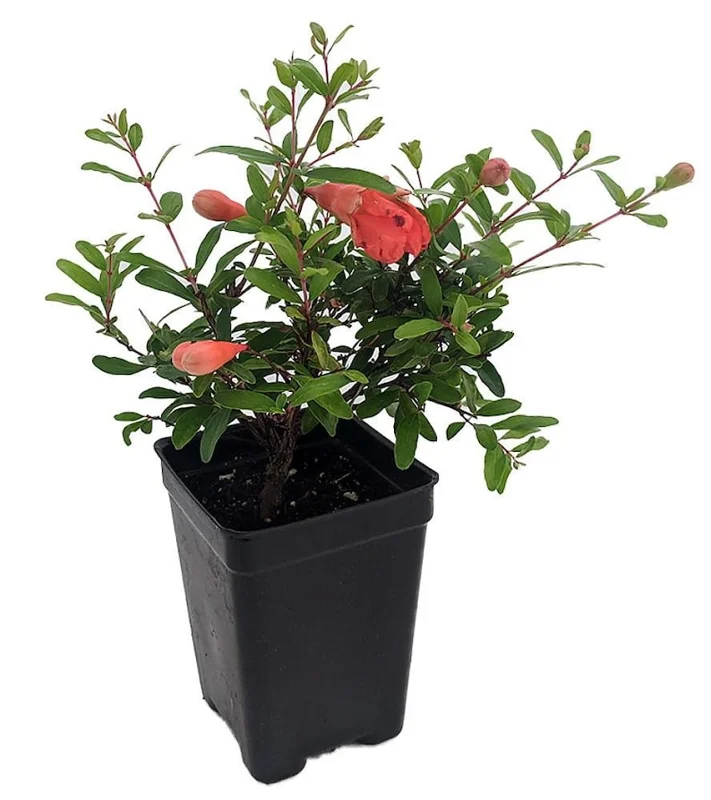 Combo 3 Pomegranate Trees Live Plant - Wonderful Pomegranate - 2 Year-Old - Potted Plant