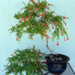 Combo 3 Pomegranate Trees Live Plant - Wonderful Pomegranate - 2 Year-Old - Potted Plant