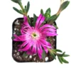 Cooper's Hardy Ice Plant - Delosperma Cooperi Succulent Plant 2 Inch Pot for Garden