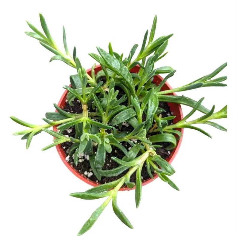 Cooper's Hardy Ice Plant - Delosperma Cooperi Succulent Plant 2 Inch Pot for Garden