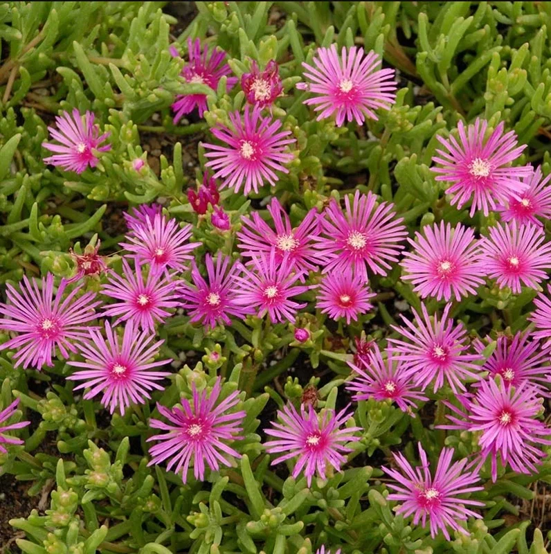 Cooper's Hardy Ice Plant - Delosperma Cooperi Succulent Plant 2 Inch Pot for Garden