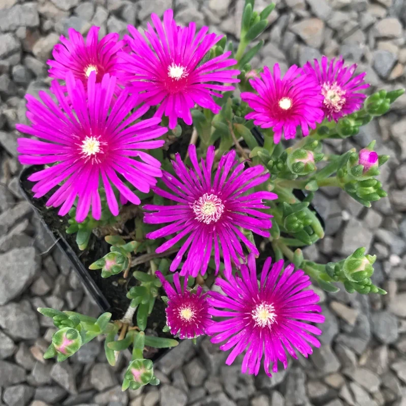 Cooper's Hardy Ice Plant - Delosperma Cooperi Succulent Plant 2 Inch Pot for Garden